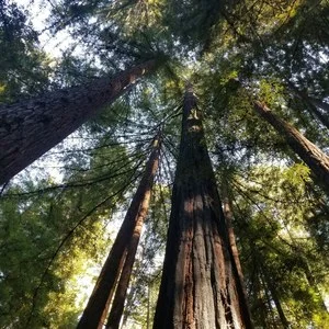 Sekvoje v parku Big Basin